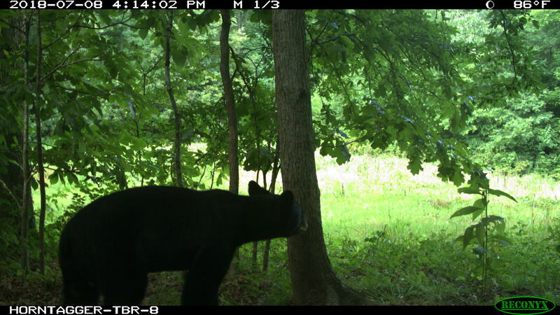 Missouri Black Bear Baiting North American Wildlife And Habitat 0986