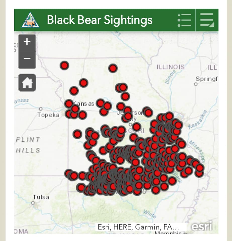 American Black Bear  Missouri Department of Conservation