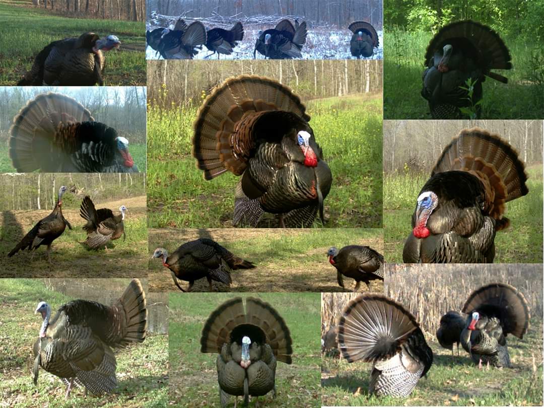 State of the Missouri Wild Turkey North American Wildlife and Habitat