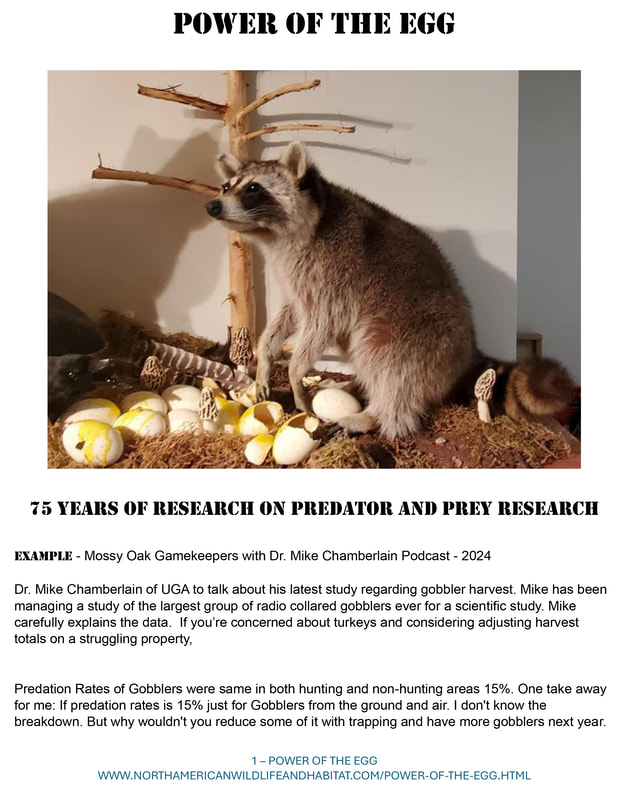 Chernobyl Raccoon Egg - North American Wildlife and Habitat